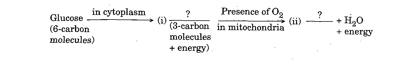 Question 19 Digram CBSE Class 10 Science Paper 2020