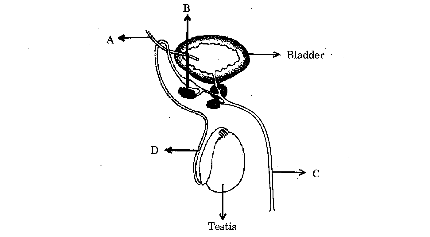 Question 28 Digram CBSE Class 10 Science Paper 2020